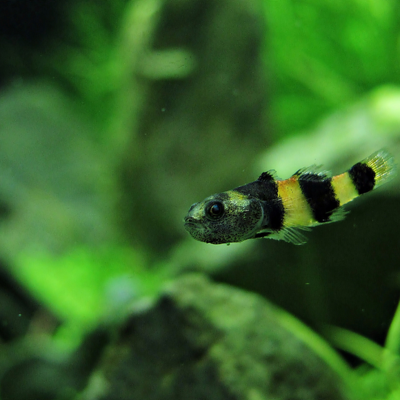 Can Bumblebee Gobies live in Freshwater conditions?