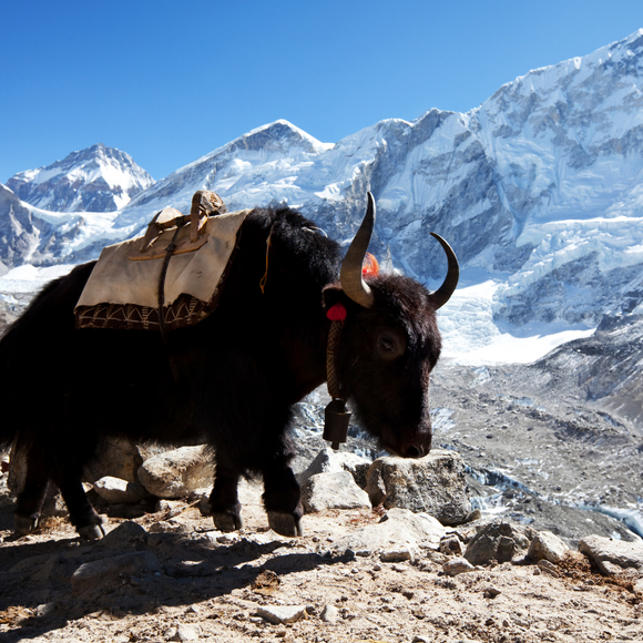 What are Himalayan Yak Chews?