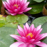 Nymphaea Charles de Meurville Water Lily | Real Reptiles
