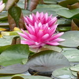 Nymphaea Charles de Meurville Water Lily | Real Reptiles
