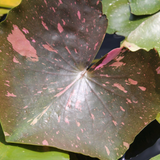 Nymphaea Arc-En-Ciel Water Lily 3 Ltr