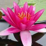 Nymphaea James Brydon | Water Lily