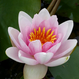 Nymphaea Mrs Richmond Water Lily | Real Reptiles