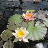 Nymphaea Sioux Water Lily
