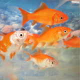 Mixed Bundle Goldfish & Shubunkins 2-3"