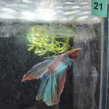 Male Betta Siamese Fighter Fish (#21)