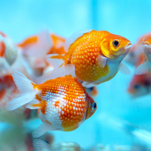 Pearlscale Goldfish 2-3"