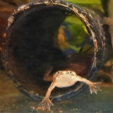 Brown Aquatic Frog