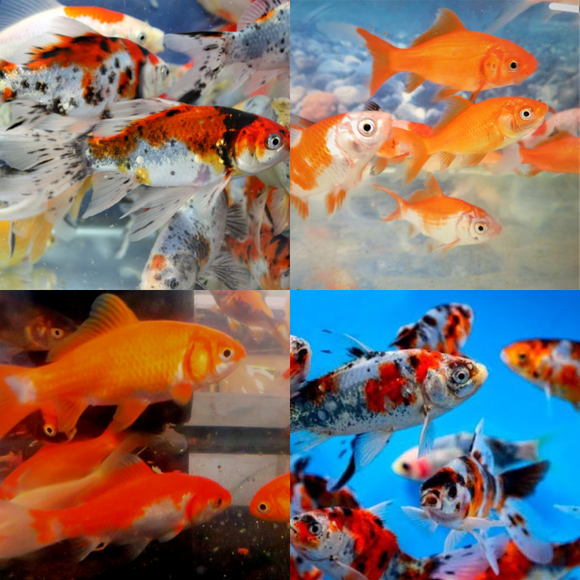 Mixed Bundle Goldfish & Shubunkins 2-3
