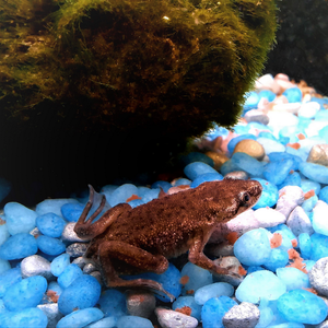 Brown Aquatic Frog