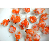 Pearlscale Goldfish 2-3"