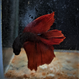 Male Betta Siamese Fighter Fish (#19)