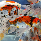 Shubunkin Goldfish 1-2"