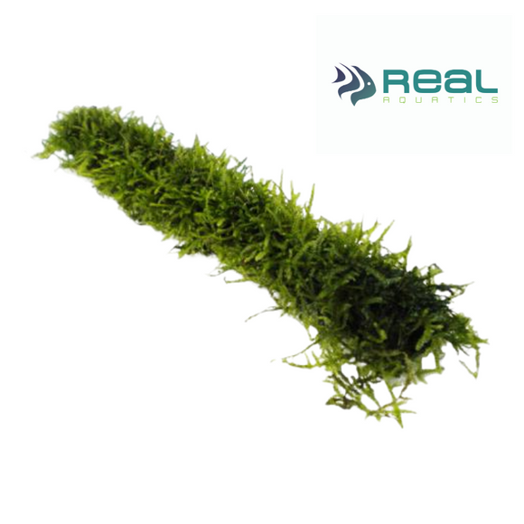 Mossy Bamboo Stick with Java Moss 8