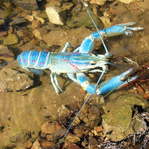 Blue Red Claw Crayfish