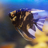 Black Angel Fish Angelfish