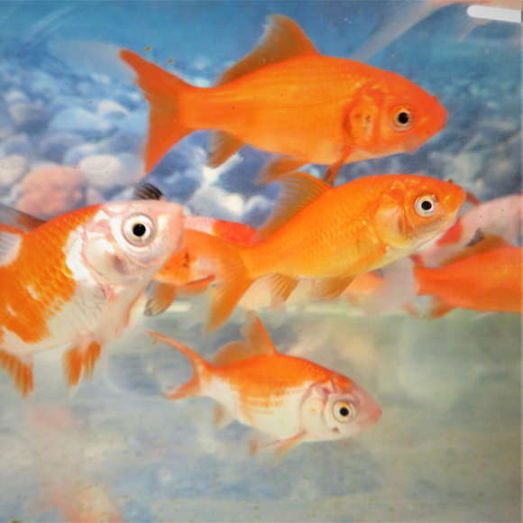 Common Goldfish Assorted Colours 2-3